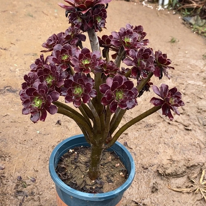 黑法41多肉植物法师