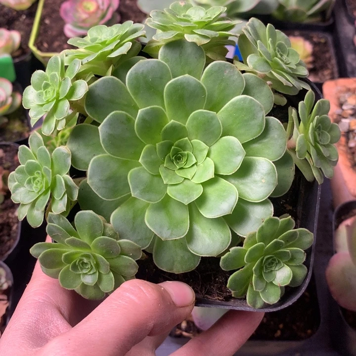 一物一拍耶罗初见002