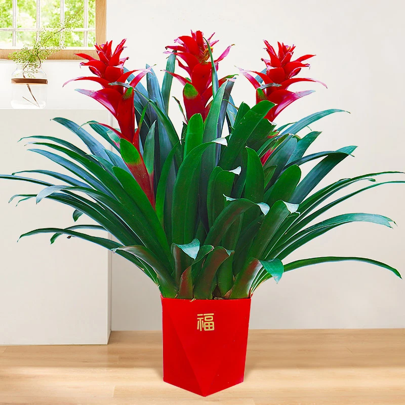 鸿运当头盆栽小红星办公室开红花卉绿植物大型好养凤梨吸甲醛客厅