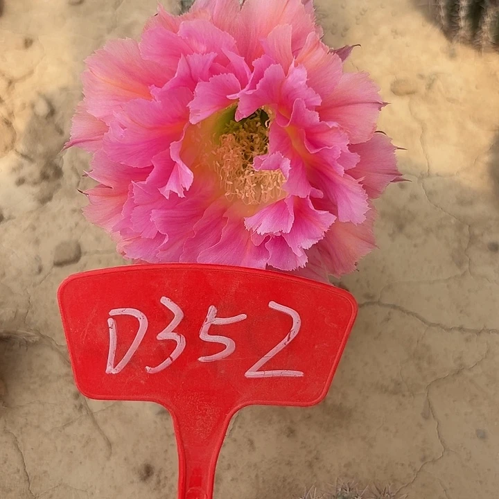 D352,077瑕疵歪头4cm