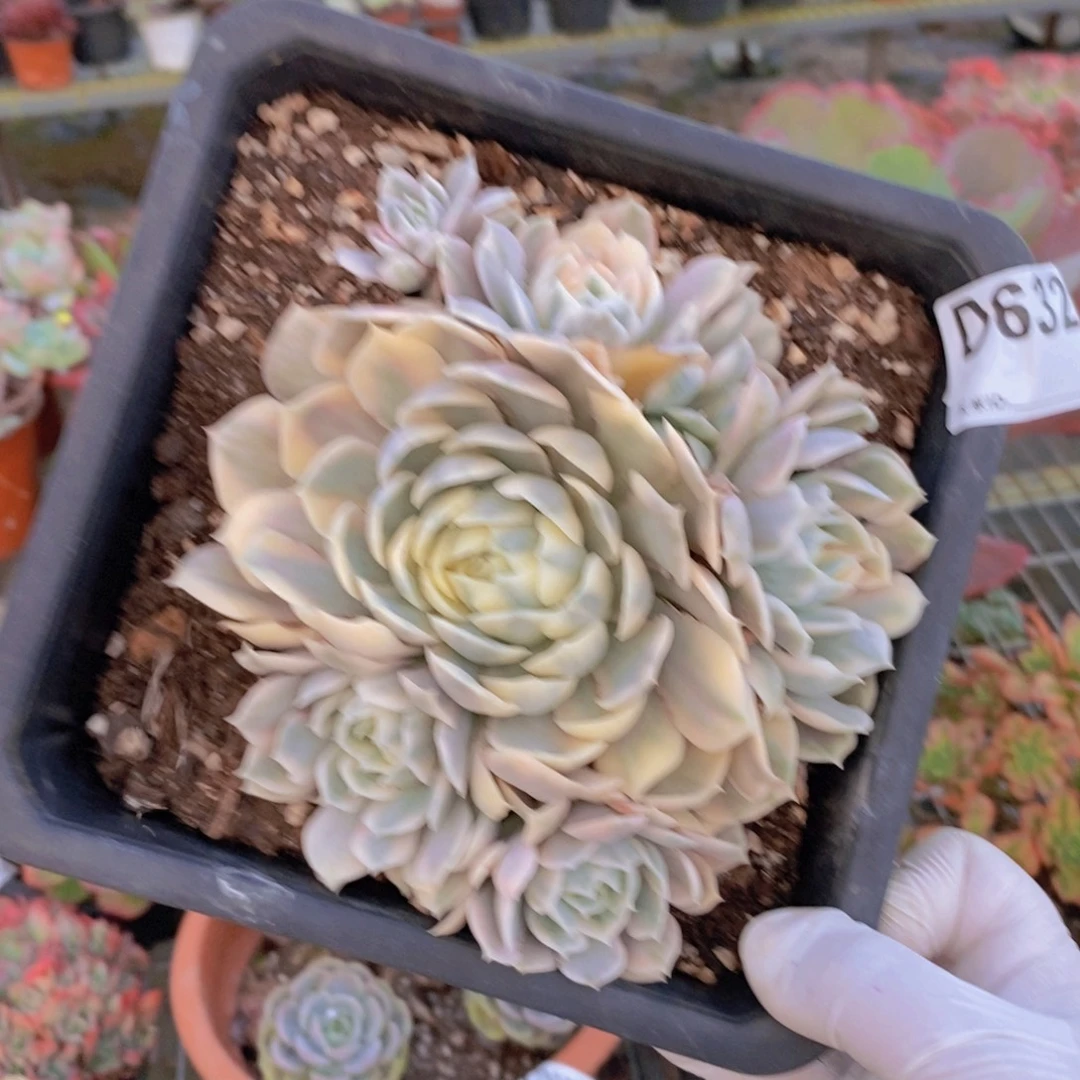 632昂斯诺锦一物一拍