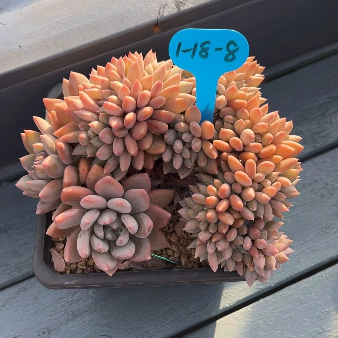 十*1-18-8白雪公主缀化多肉植物