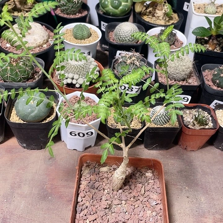 543尼勒达乳香块根