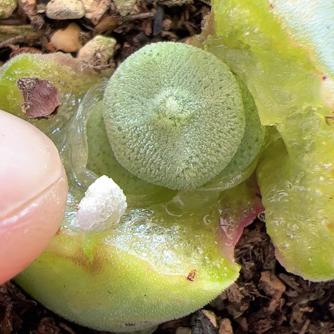 【闪购商品】゛**゛79 毛饼