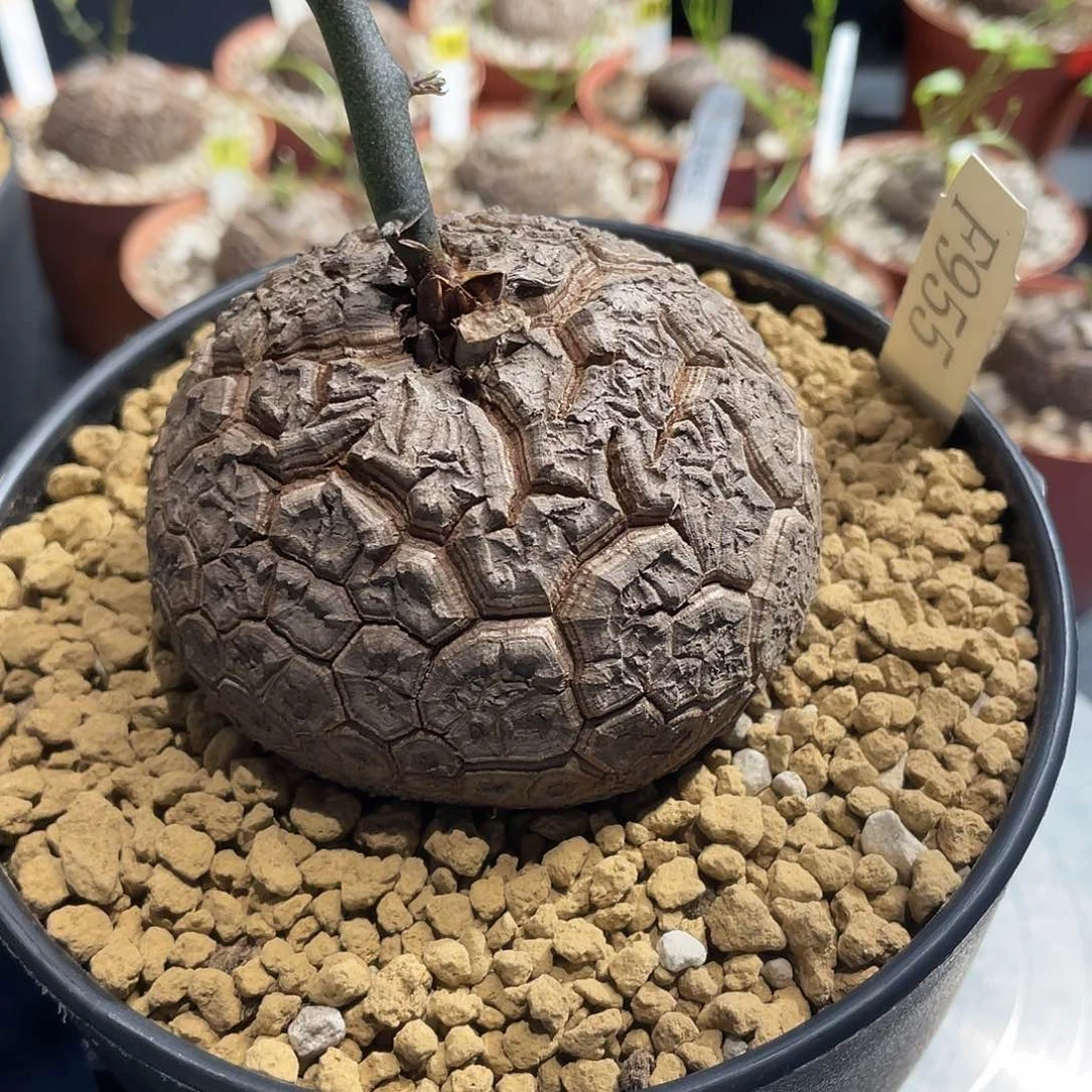 955号龟甲龙不退不换