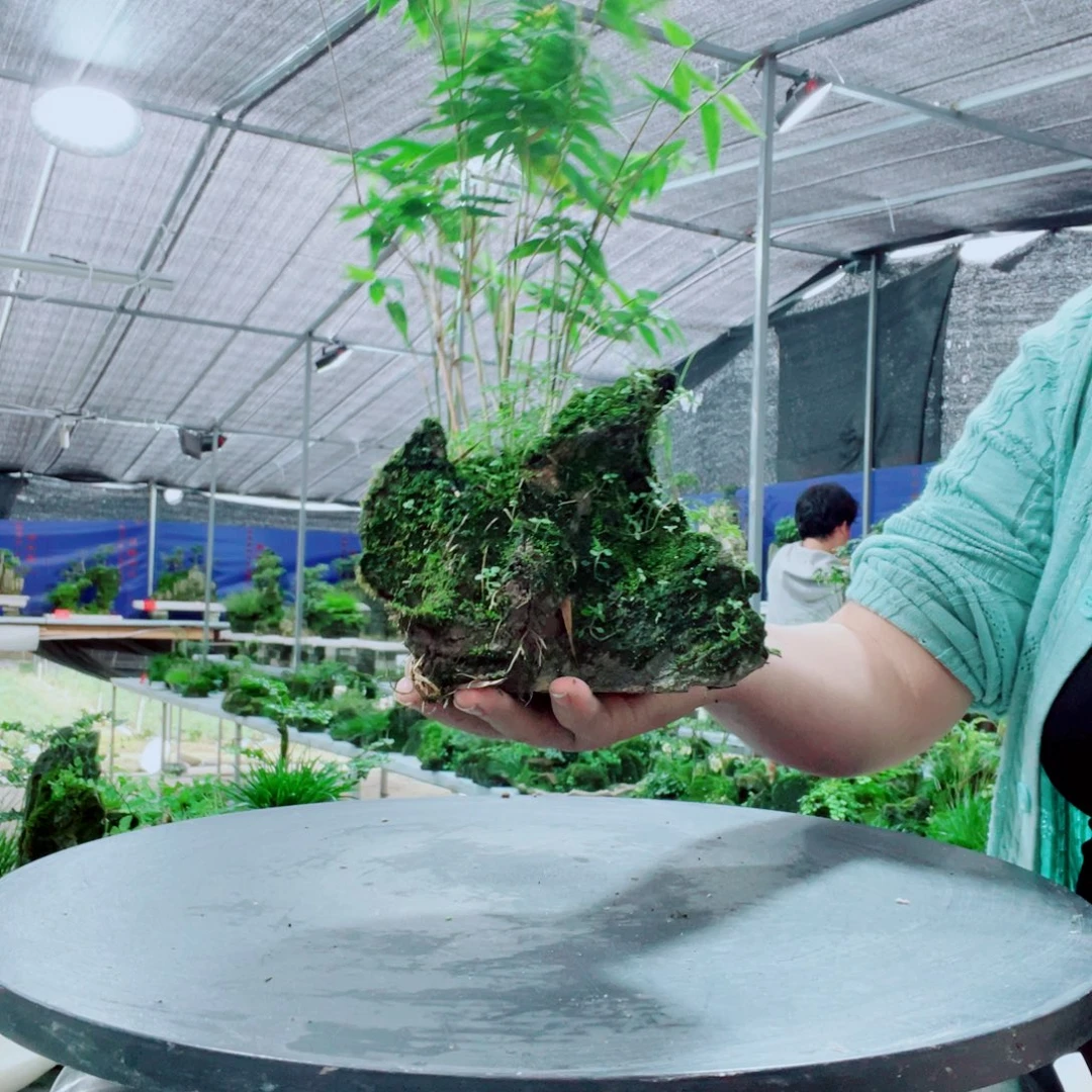 梧***桐当前无花栽培后可以开花