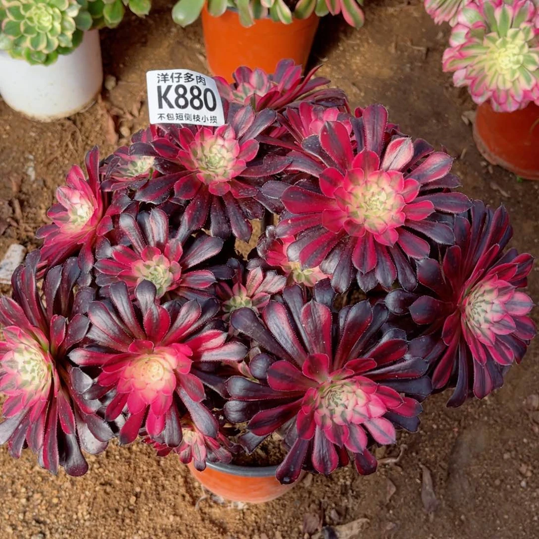 880黑铜白 冠幅30左右