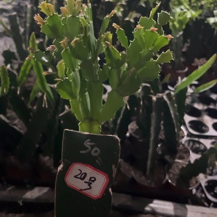 妞***宝20号带盆050血月，