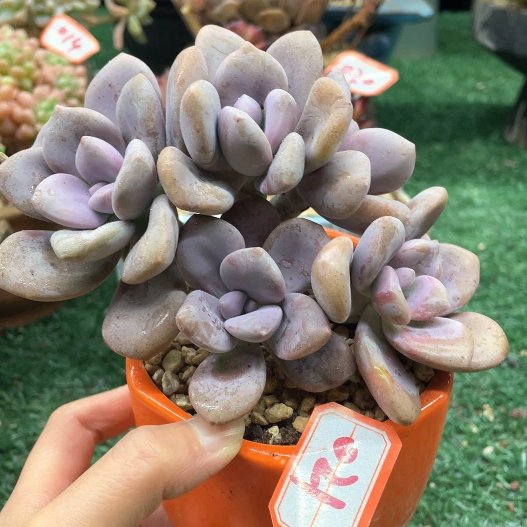 021 一物一拍28包邮非偏远