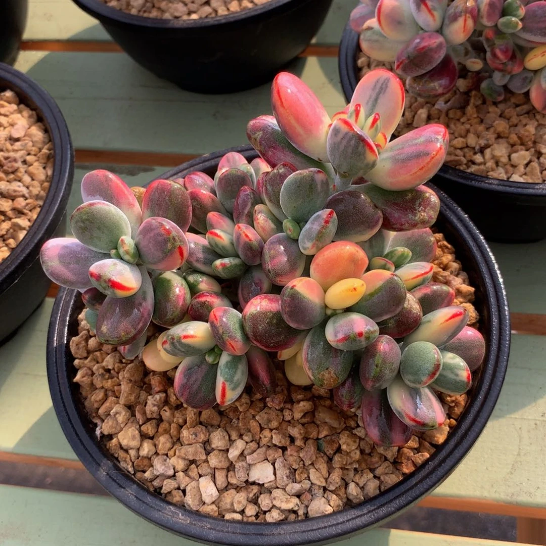 乒乓福娘锦锦上园艺一物一拍 