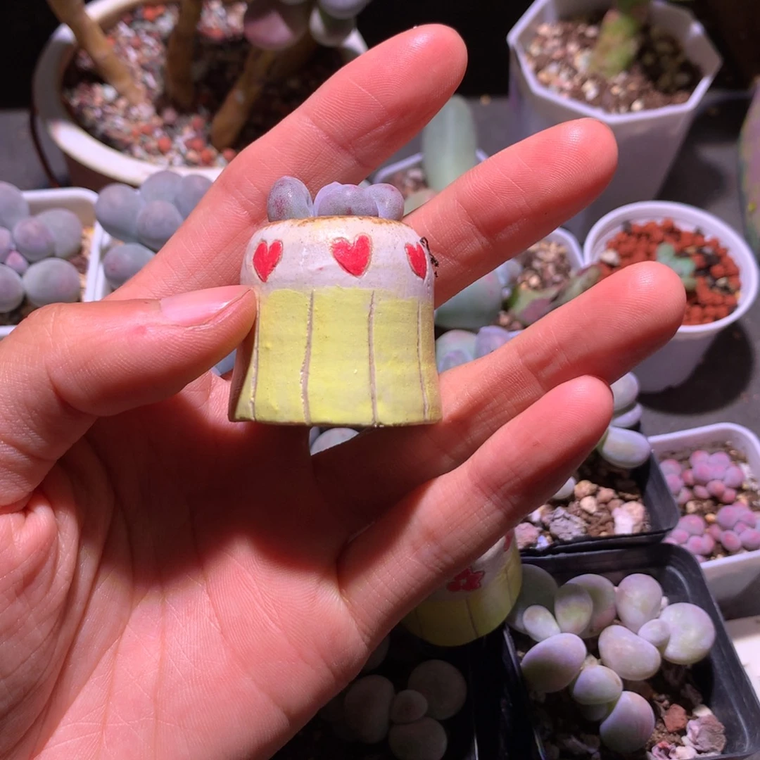 秀***岚爱心花盆哈哈哈哈哈哈