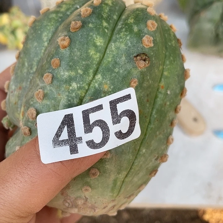 455号大豆一颗仙人球