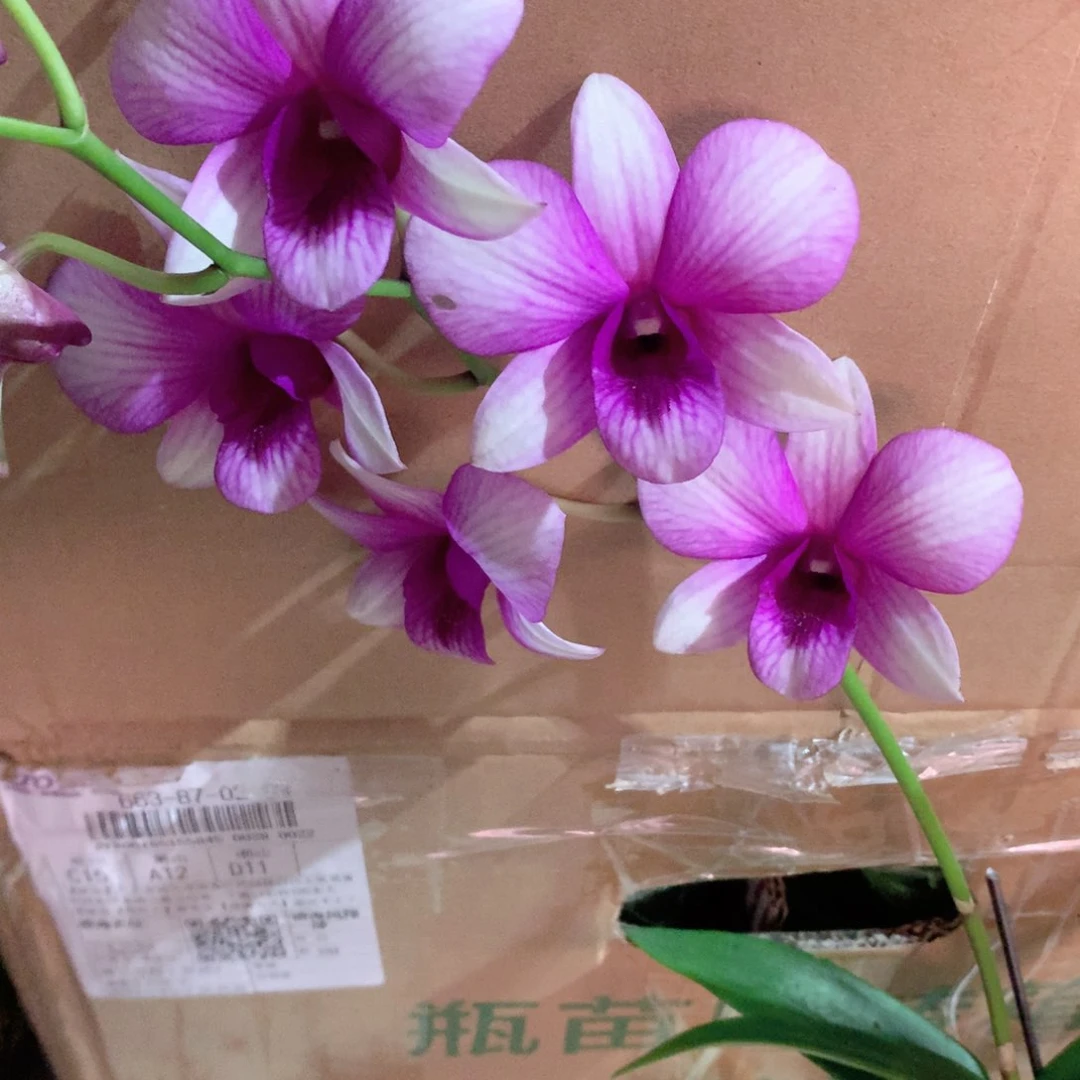 完全开放新品梦幻大小2苗花叶不包损