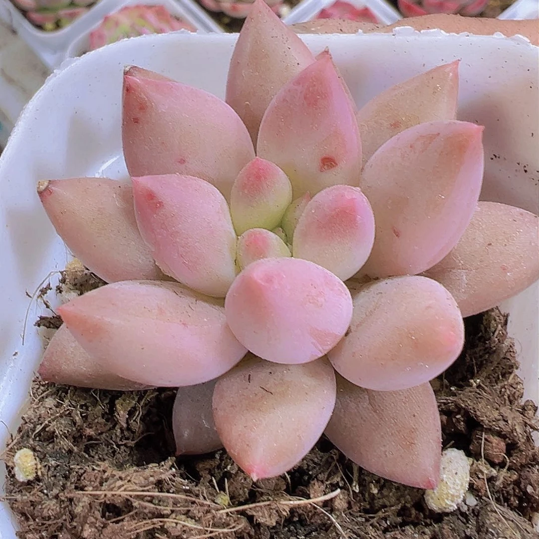 红蜻蜓19包邮多肉