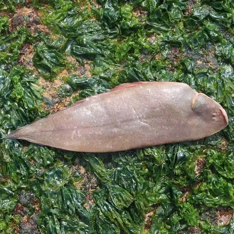 龙利鱼【直播现称】现称鱼/虾/蟹 等海鲜以直播间称重商品为准