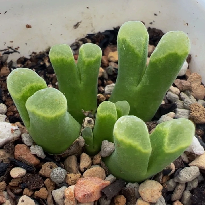 95多肉植物百科植物