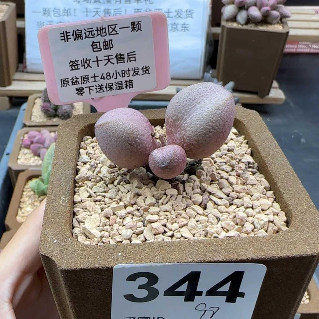 344粉红哈密瓜多肉