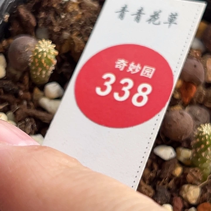 实生薄一棵仙人球，