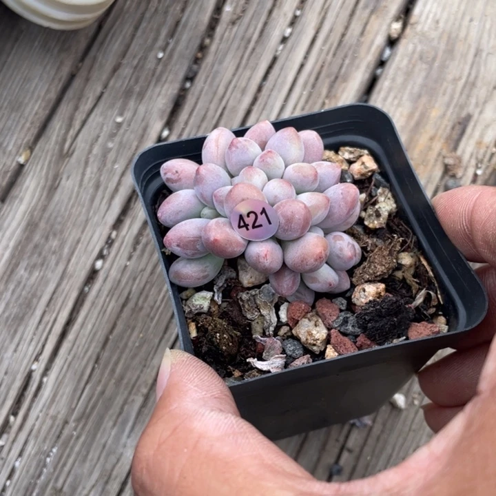 桃花奶酪多肉植物