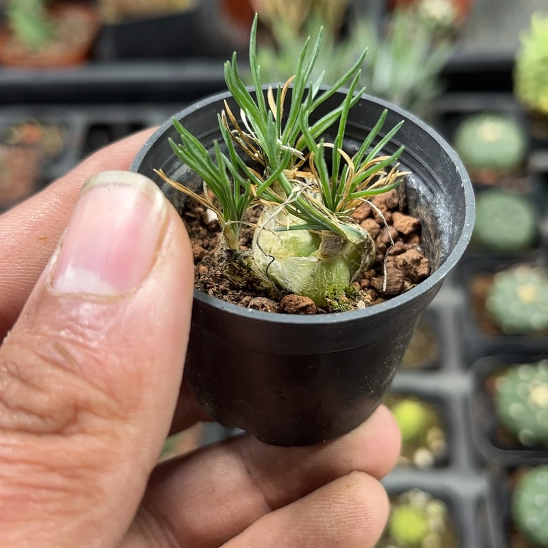 海葱群生单头发货单头