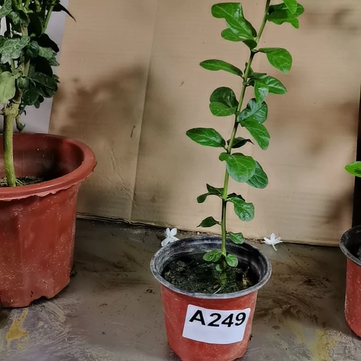 大部分花苞少量开放夏****~