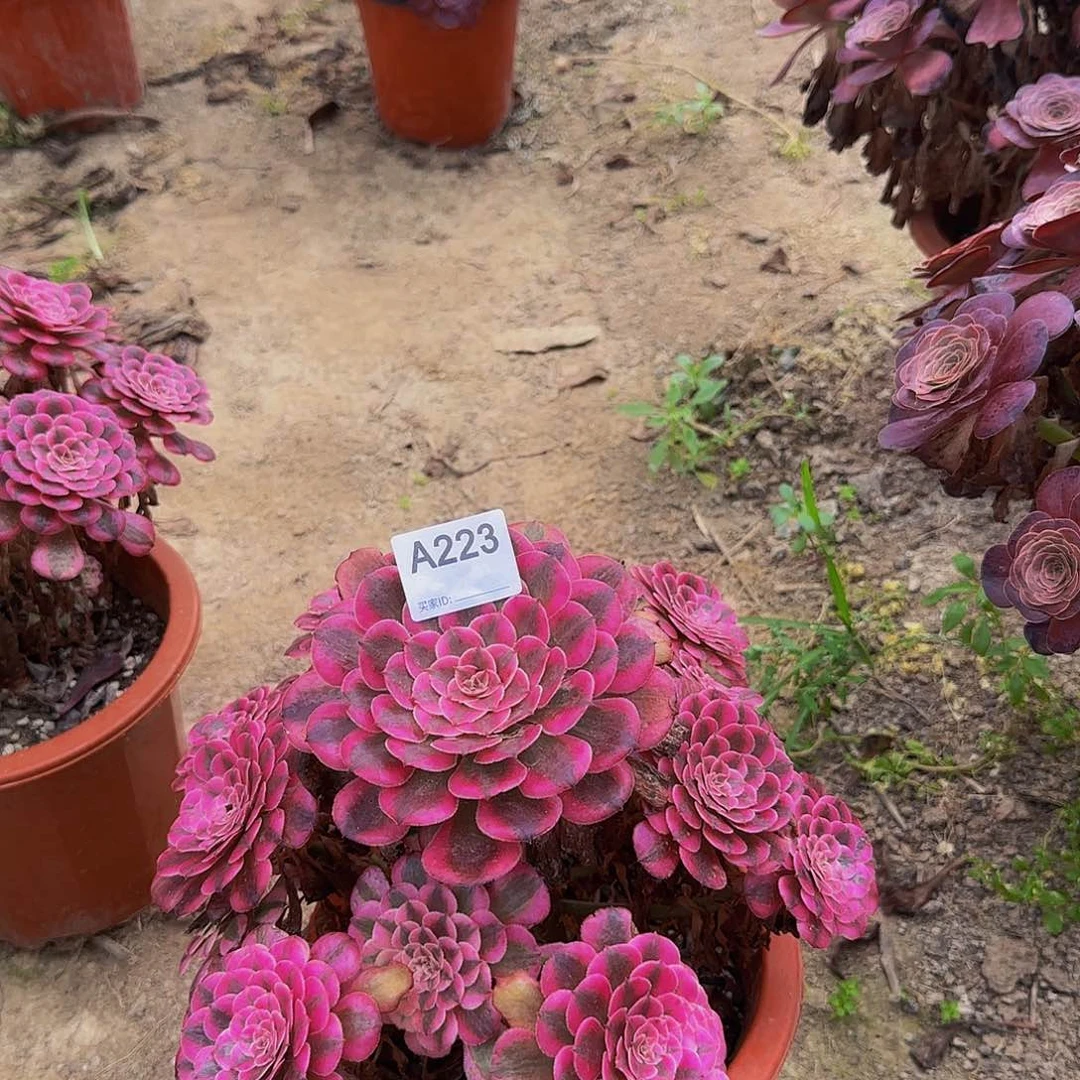 村***树无花朵223红铜白，多肉植物