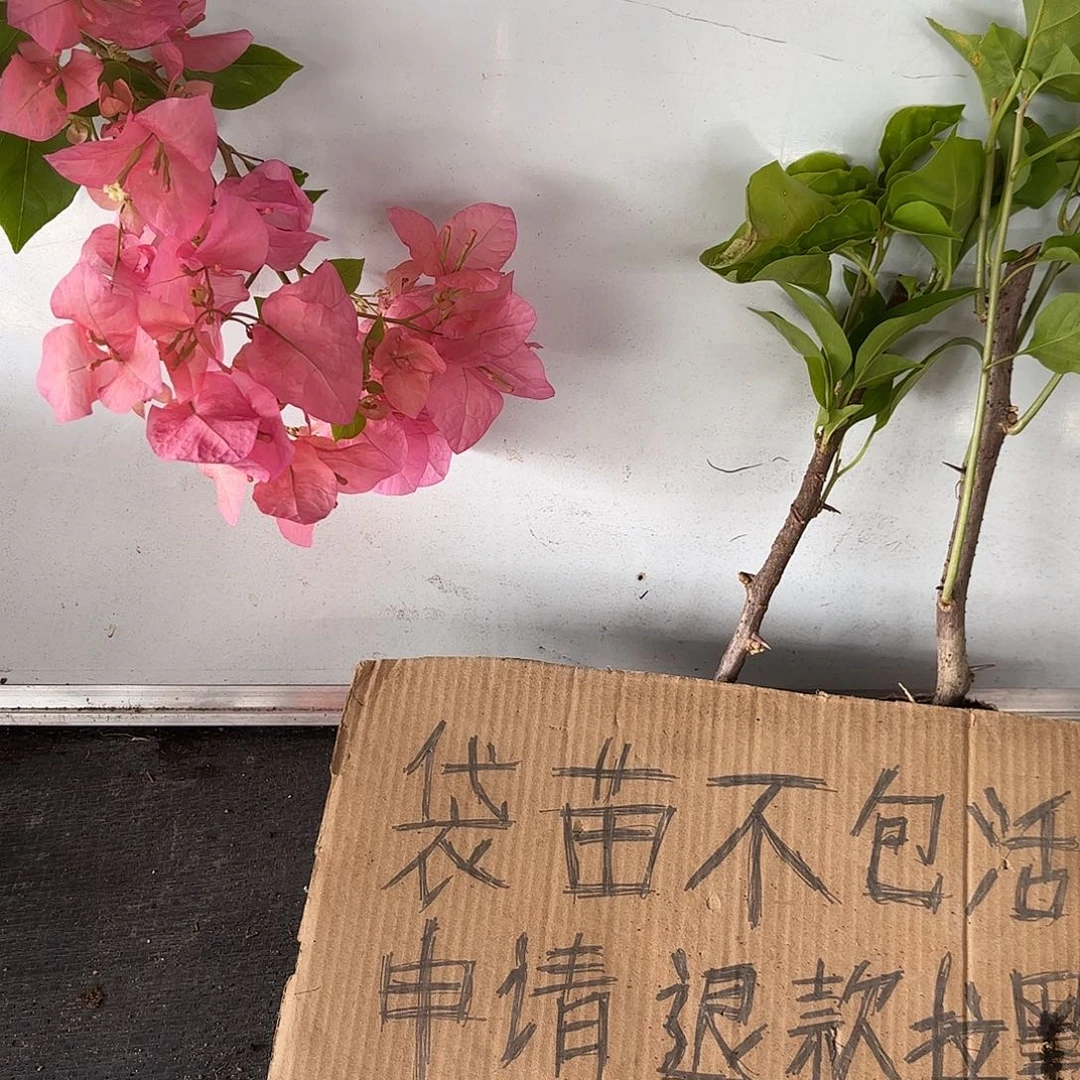 梦***在无花朵袋苗盲盒两颗
