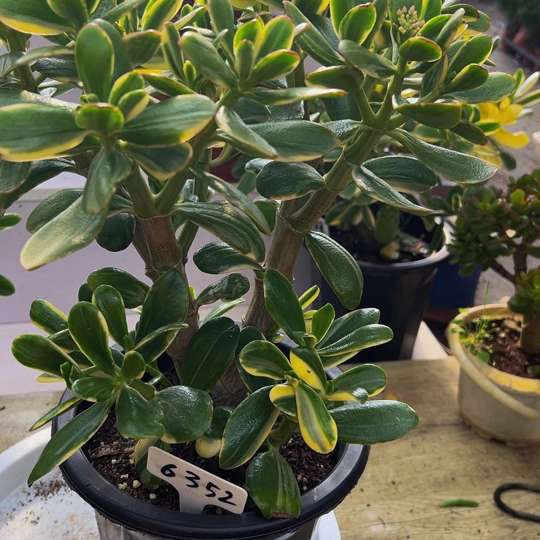 人***生稀有三色花月锦带盆6352