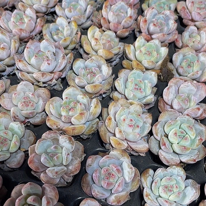 单头小橙子1元带土发货