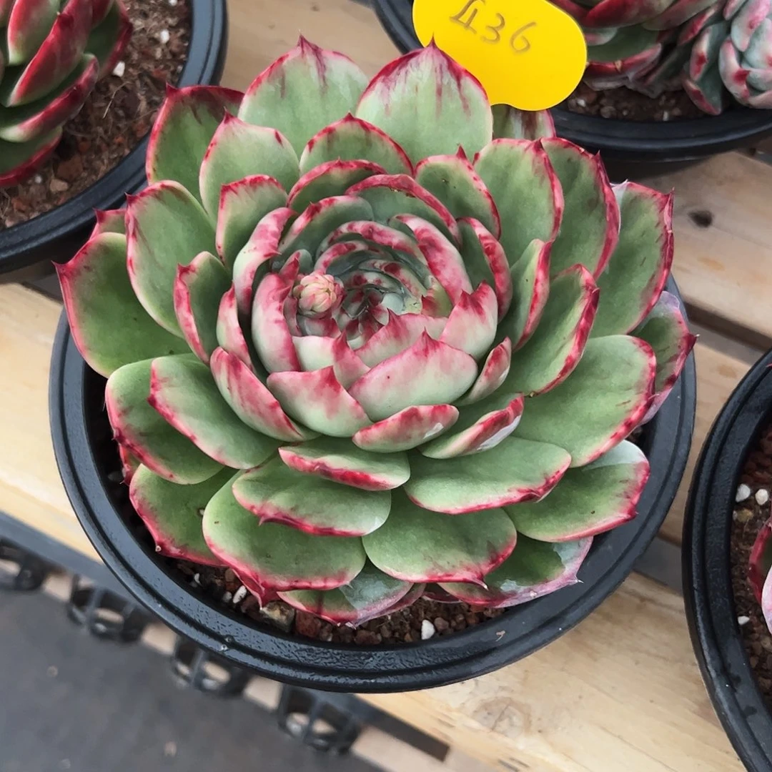 王***华惊鸿仙子一物一拍436号