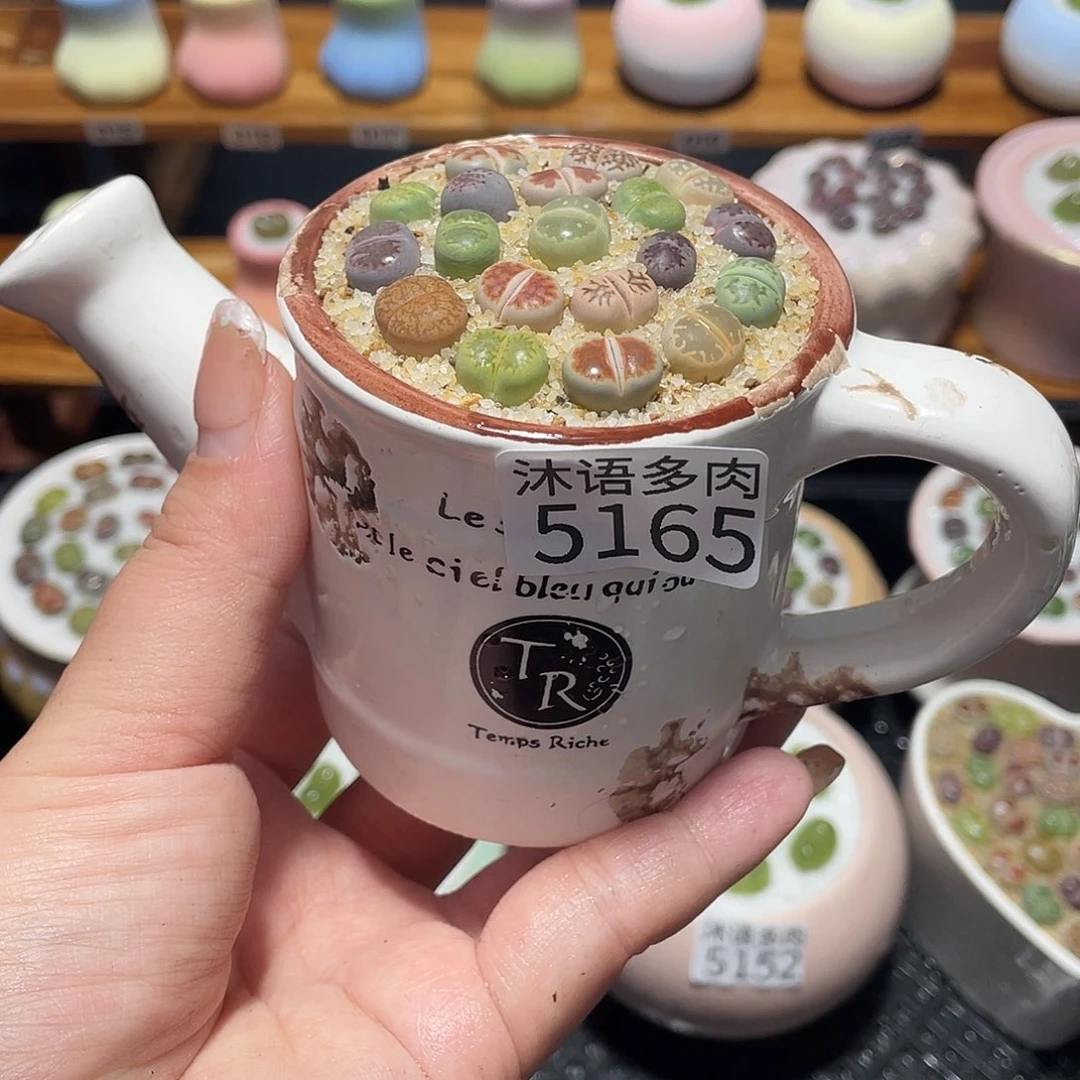 带盆土植物 一物一拍5165