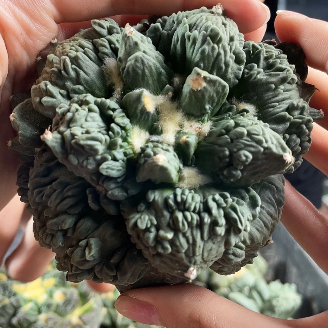 2日10号自根炸尤村主怒涛超宽尤11