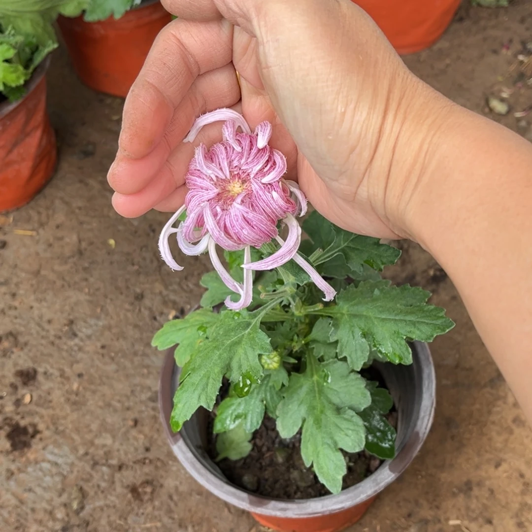 完全开放独头鹅毛原盆发