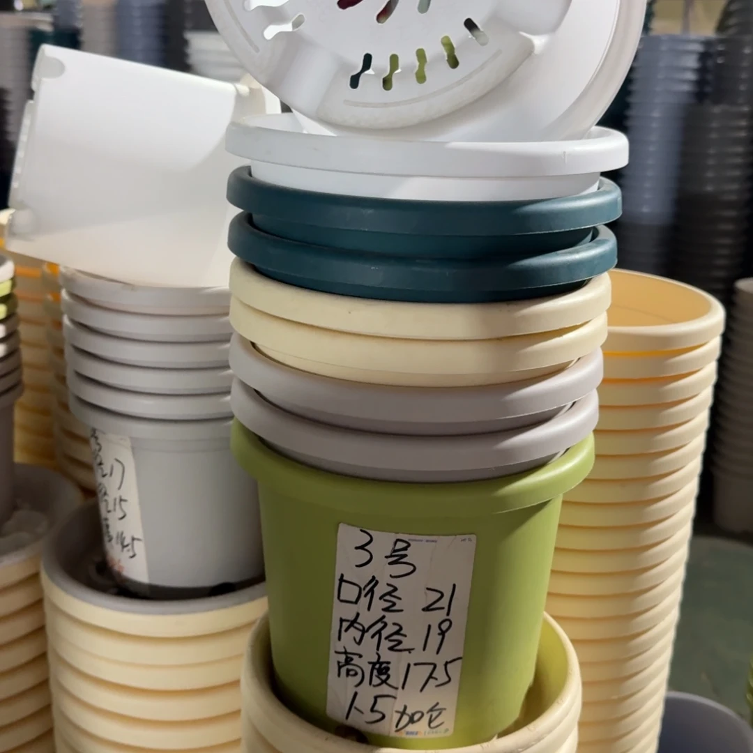 四季3#口径21无拖果绿10个