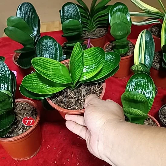 完全开放君子兰麻脸苗