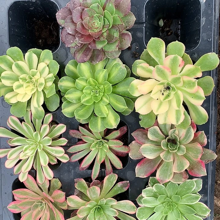 517十棵单头多肉植物