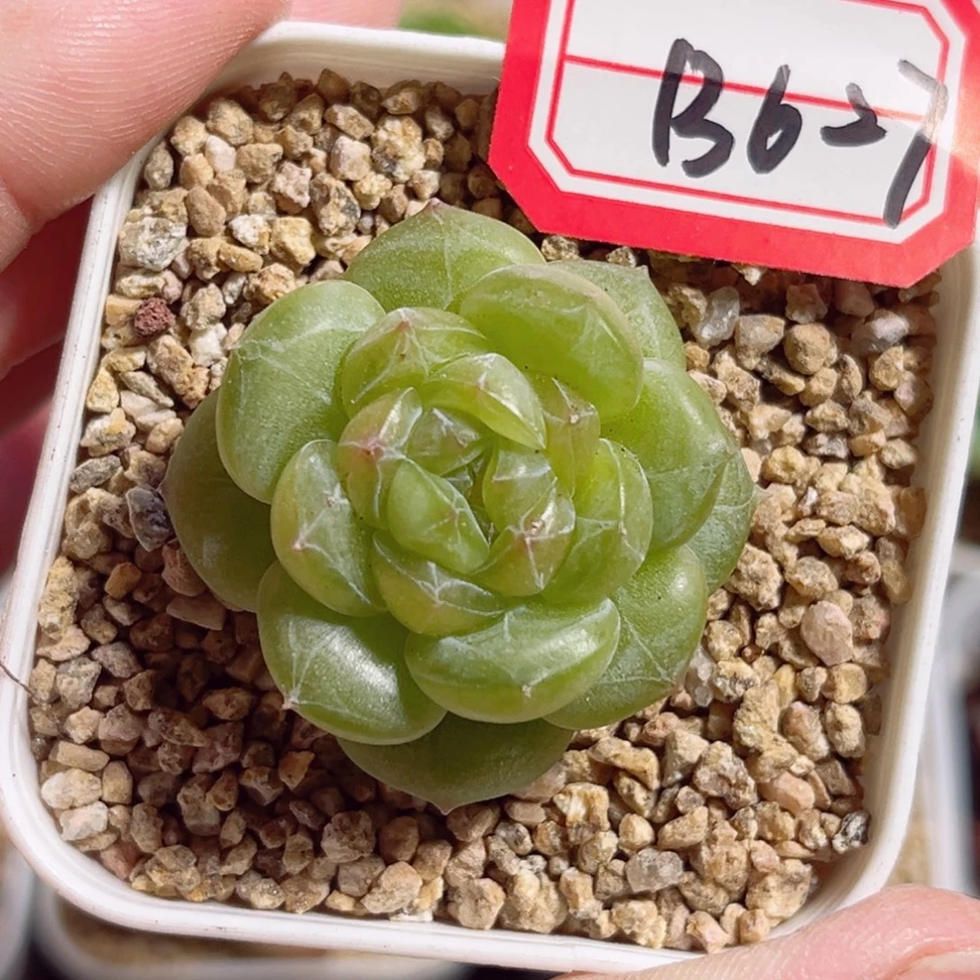 B627 一物一拍 无名珍妮