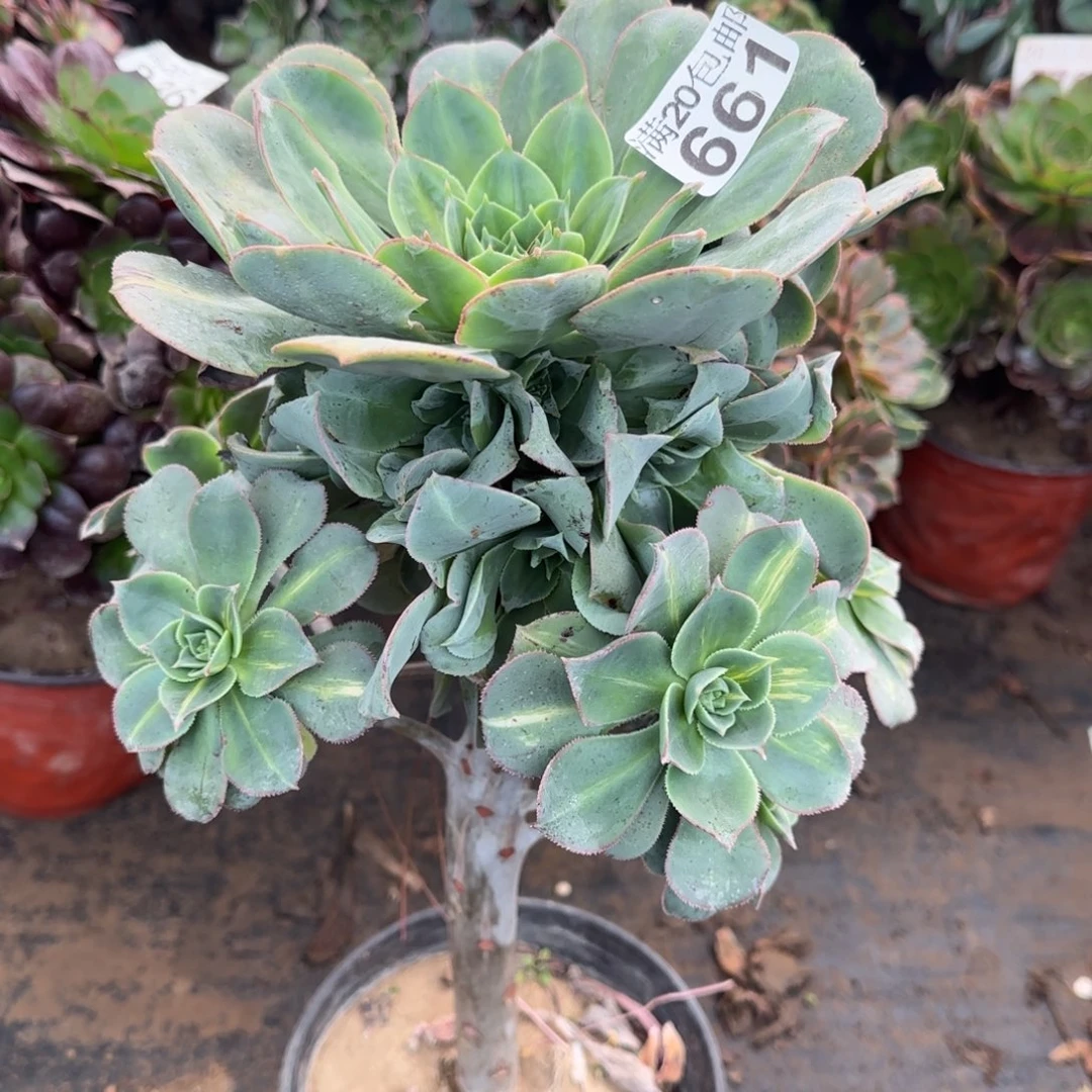 蓬莱阁带变异661满20包邮断枝不包