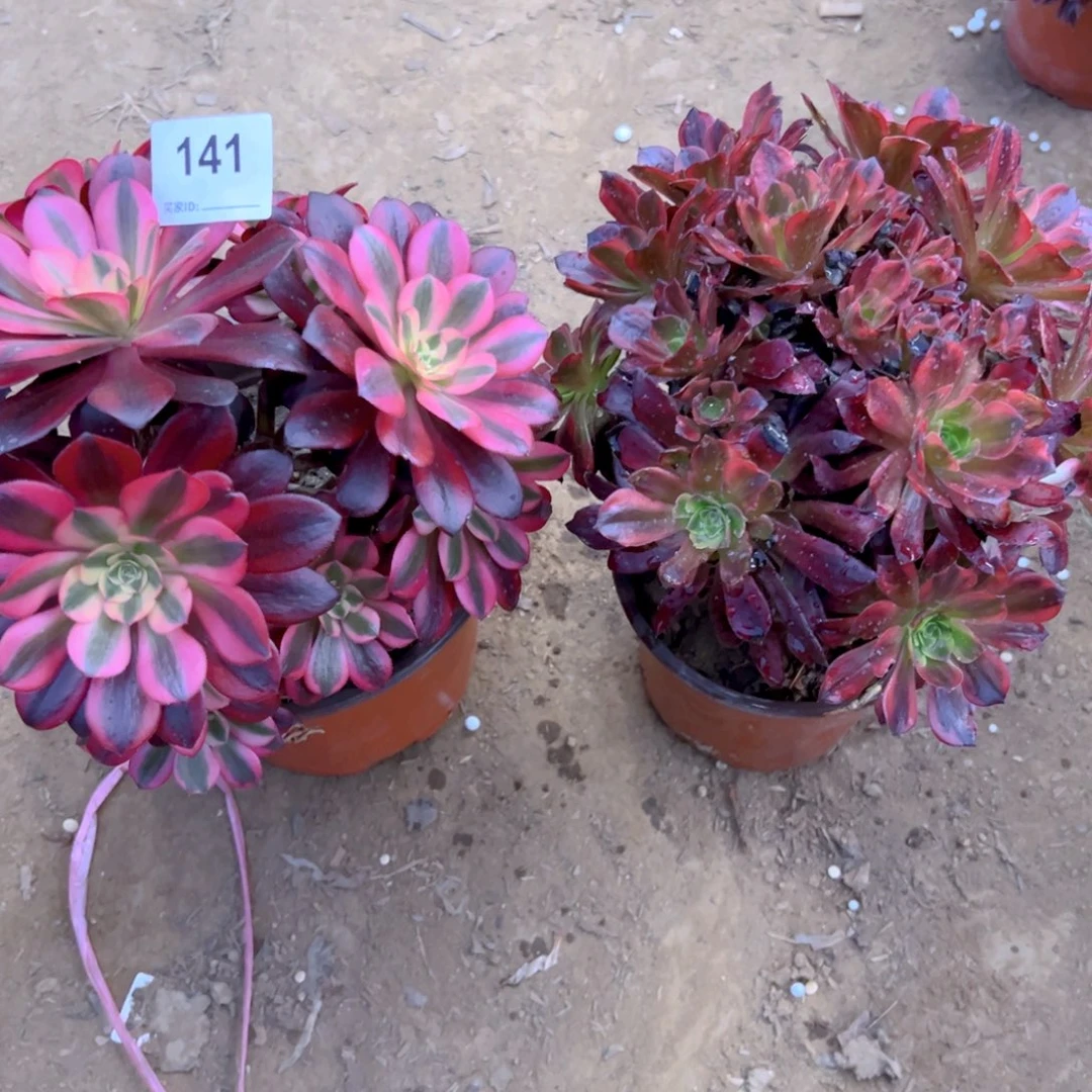 141美杜莎安娜多肉植物