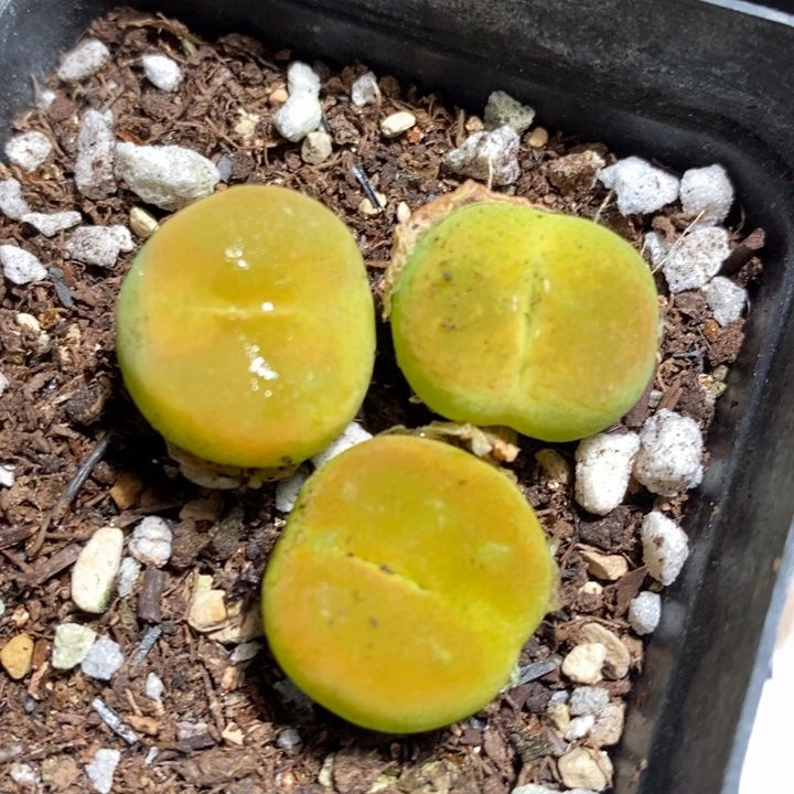 小**米6136一组一组一组