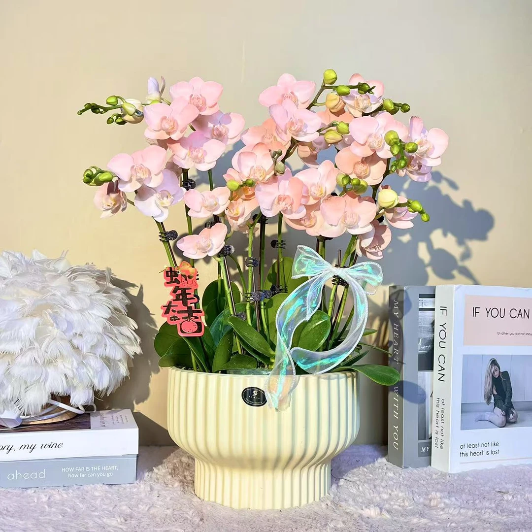 花掌柜  火烈鸟 蝴蝶兰 年宵花 特殊工艺   植物上色蝴蝶兰真花