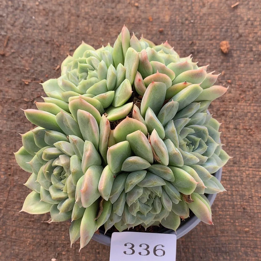 【闪购商品】云336号