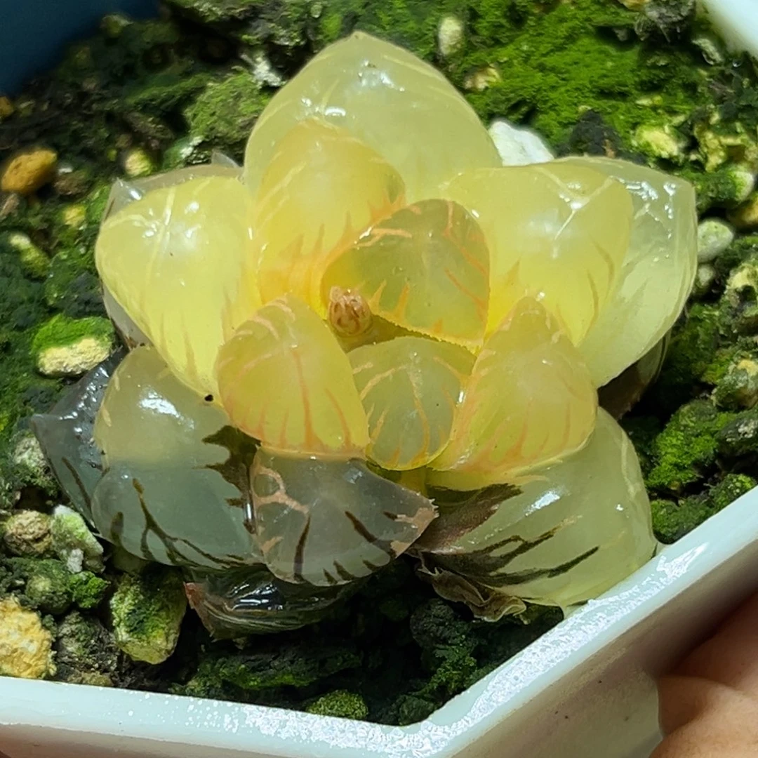 恭喜发财大吉大利601