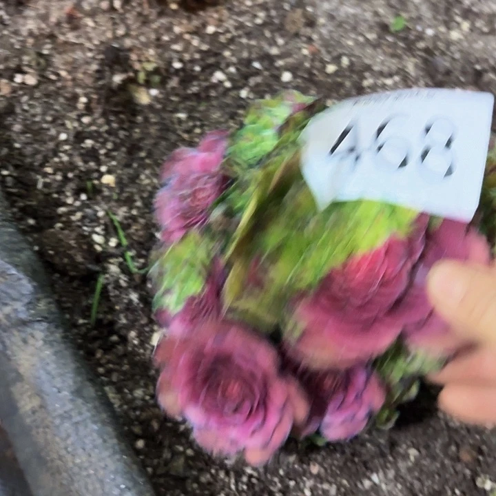 多肉植物知否468一