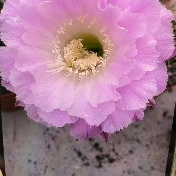 彩草46带根6.5公分左右干皮