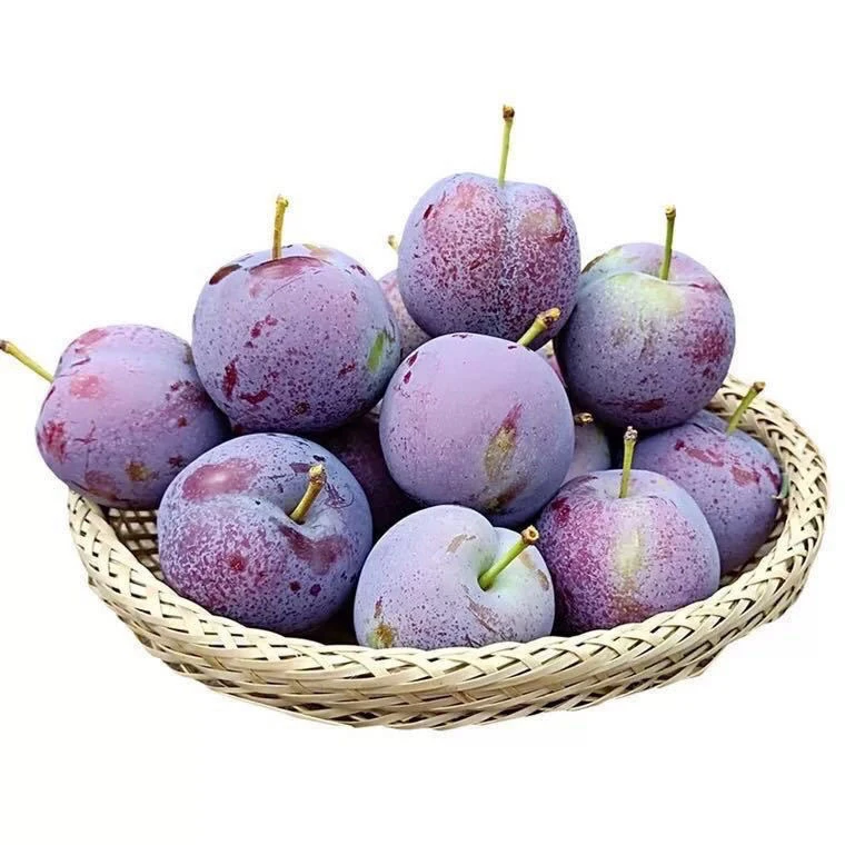 W四川五月脆李子凤凰李脱骨李新鲜应季水果脆甜多汁