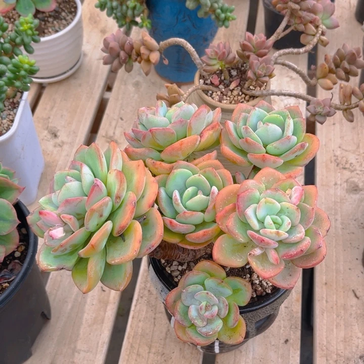 白月光多肉植物9 3 7