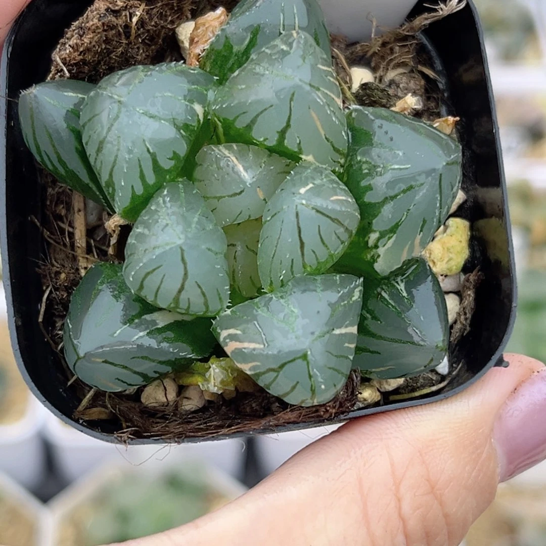 58巨大化OH玉露锦福利专场