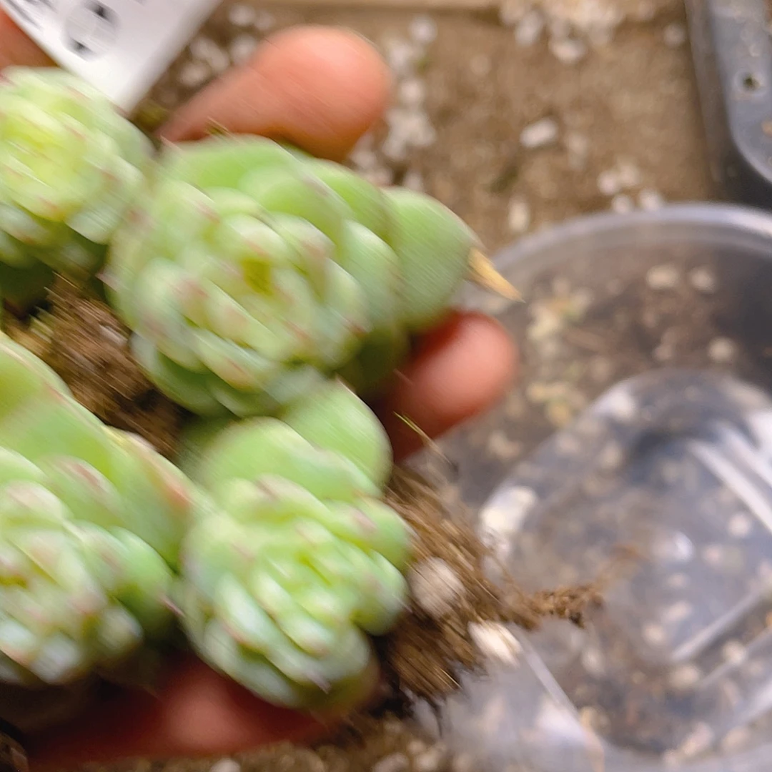 多肉植物多肉植物795