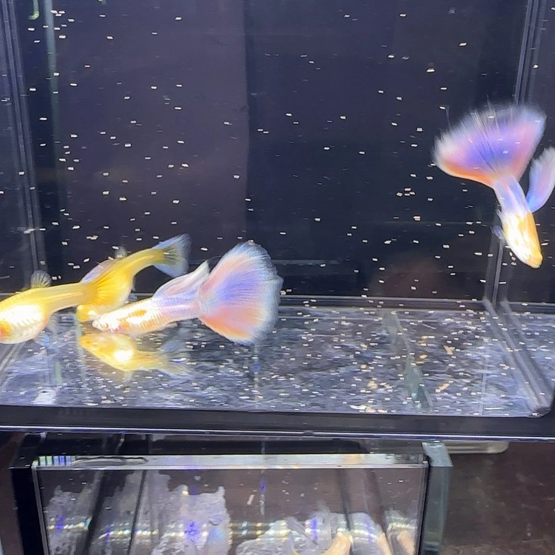 孔雀鱼天使彩虹两对！！